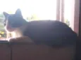 Juju