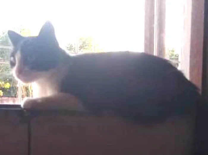 Gato ra a  idade 7 a 11 meses nome Juju