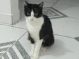 Juju