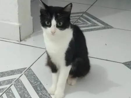 Gato ra a  idade 7 a 11 meses nome Juju