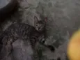 fifi