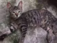 fifi