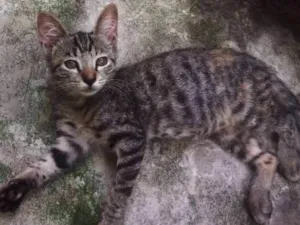 Gato raça comum idade 2 a 6 meses nome fifi