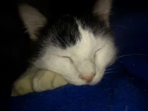 Gato raça Angorá idade 1 ano nome Naruto 