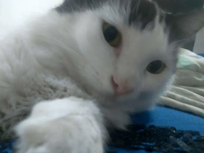 Gato raça Angorá idade 1 ano nome Naruto 