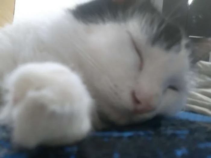 Gato raça Angorá idade 1 ano nome Naruto 