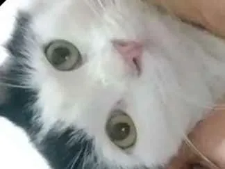 Gato raça Angorá idade 1 ano nome Naruto 