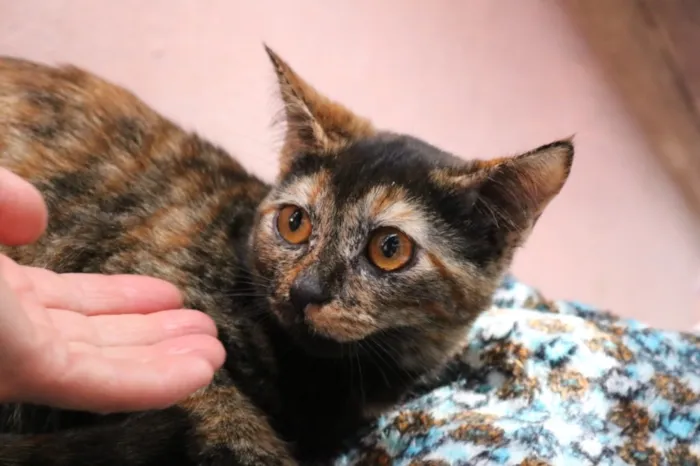 Gato raça Srd idade 2 a 6 meses nome Kênia