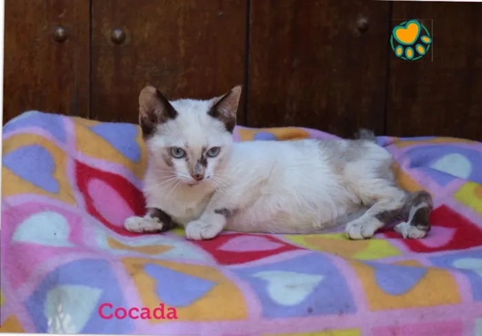 Gato raça Srd idade 2 a 6 meses nome Cocada 