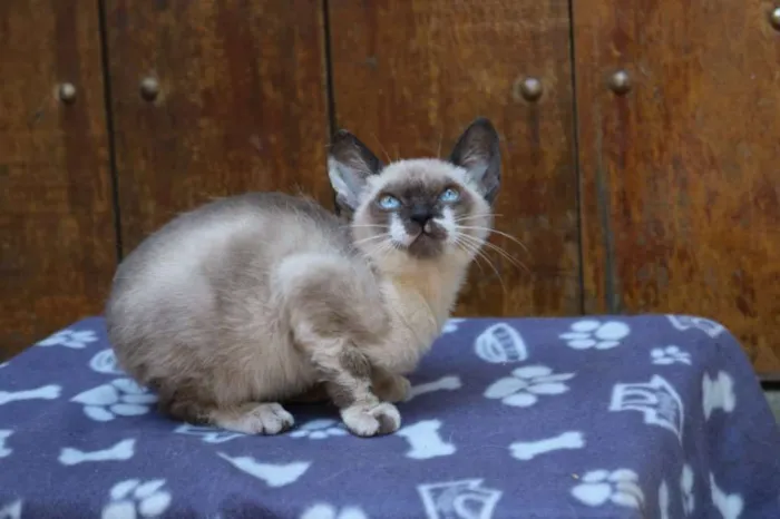 Gato ra a Srd idade 2 a 6 meses nome Fumaça