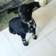 Pretinho