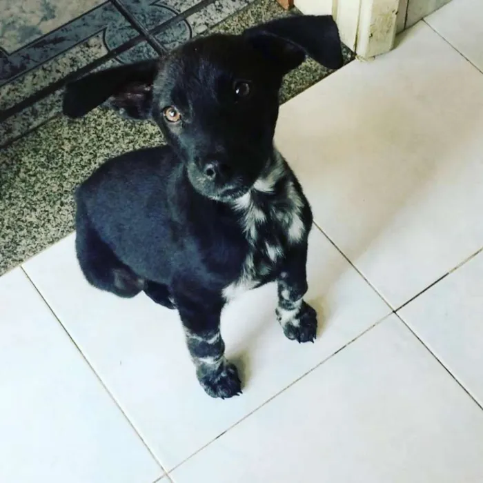 Cachorro ra a Srd idade 2 a 6 meses nome Pretinho