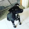 Pretinho