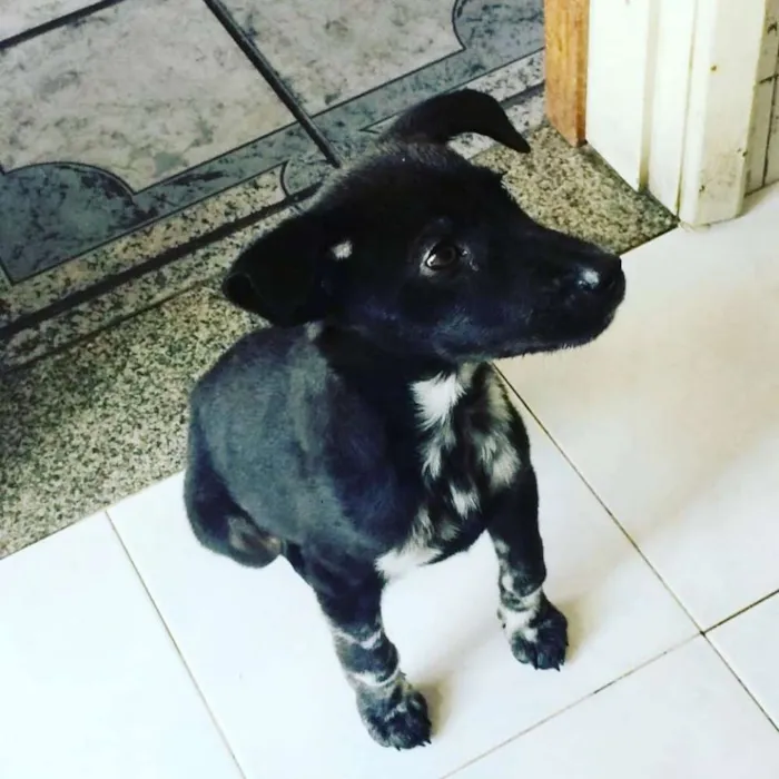 Cachorro ra a Srd idade 2 a 6 meses nome Pretinho