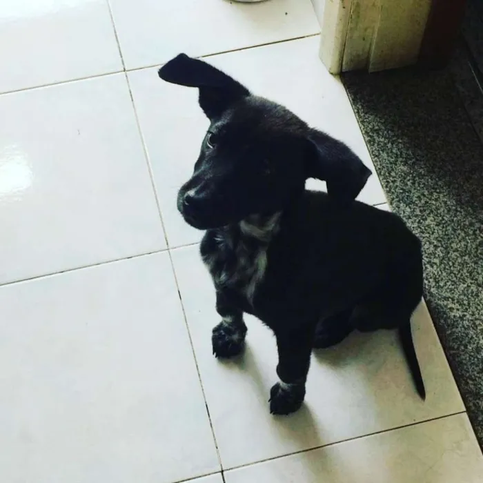 Cachorro ra a Srd idade 2 a 6 meses nome Pretinho