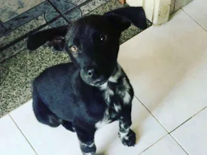 Cachorro raça Srd idade 2 a 6 meses nome Pretinho