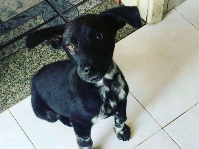 Cachorro ra a Srd idade 2 a 6 meses nome Pretinho