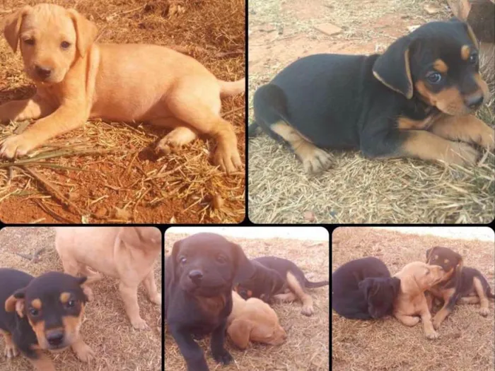 Cachorro ra a Não definido idade Abaixo de 2 meses nome Filhotes