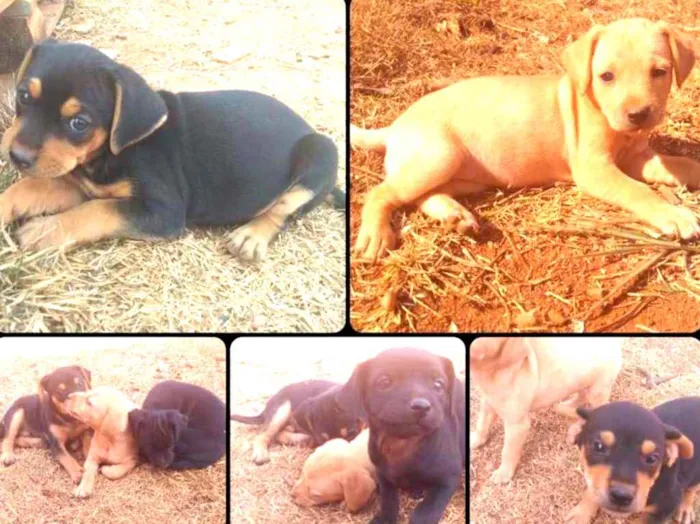 Cachorro ra a Não definido idade Abaixo de 2 meses nome Filhotes