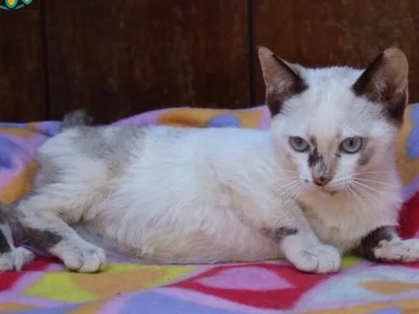 Gato raça Srd idade 2 a 6 meses nome Cocada 