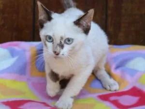 Gato raça Srd idade 2 a 6 meses nome Cocada 