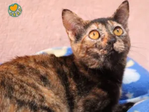 Gato raça Srd idade 2 a 6 meses nome Kênia