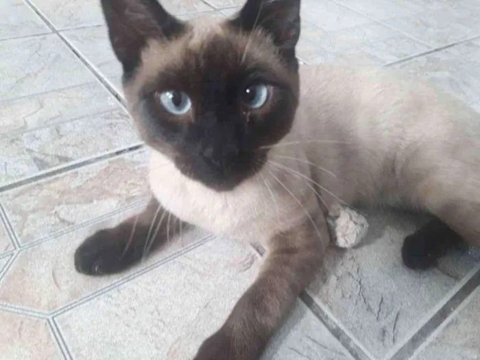 Gato ra a Siamês  idade 7 a 11 meses nome Thor