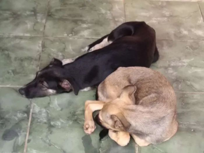 Cachorro ra a Vira lata  idade 2 a 6 meses nome Meg e mel