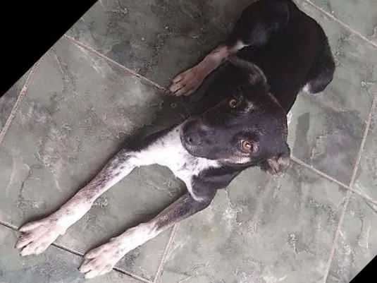 Cachorro ra a Vira lata  idade 2 a 6 meses nome Meg e mel