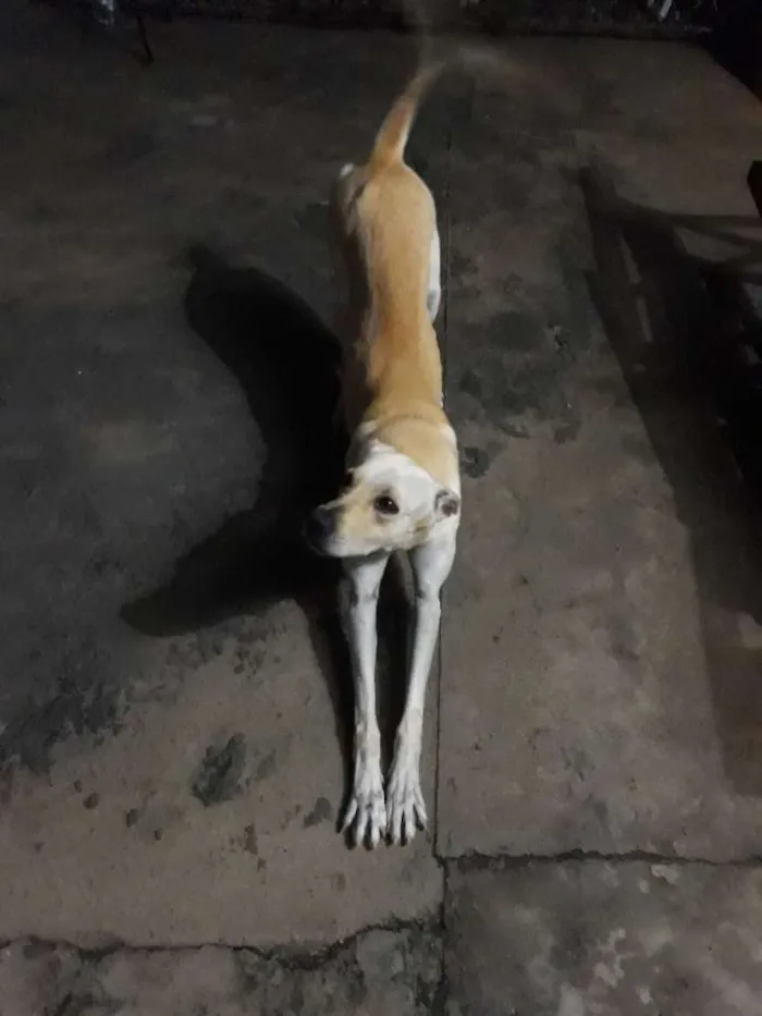 Cachorro ra a Mestiço  idade  nome Viludo