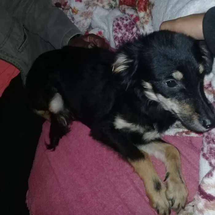 Cachorro ra a Pastor com vira-lata  idade 2 a 6 meses nome Pretinha 