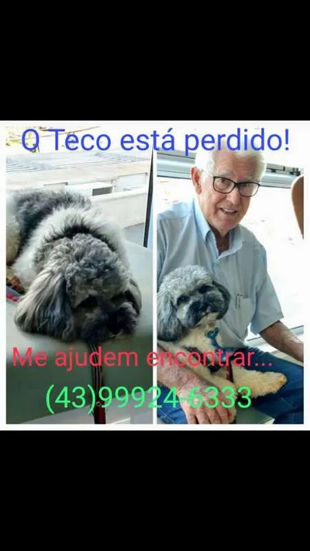 Cachorro ra a Shitzu idade 2 anos nome TECO