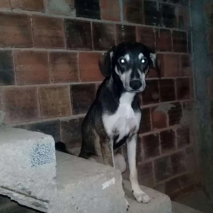 Cachorro ra a Vira-lata  idade 7 a 11 meses nome Rex