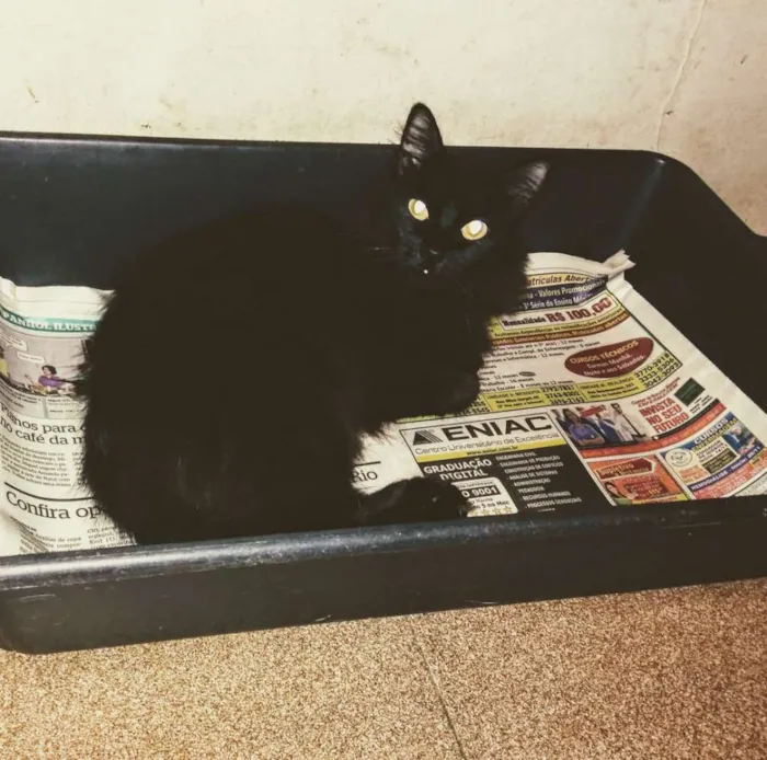 Gato ra a Srd idade 7 a 11 meses nome Pretinho