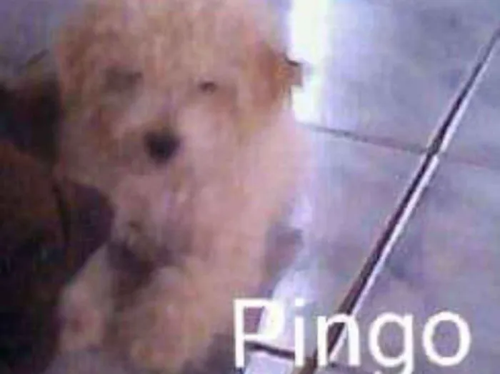 Cachorro ra a Poodle raça pequena (toy) idade 6 ou mais anos nome Pingo