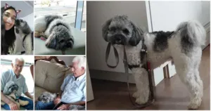 Cachorro raça Shitzu idade 2 anos nome TECO