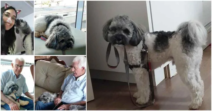 Cachorro ra a Shitzu idade 2 anos nome TECO