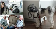 Cachorro raça Shitzu idade 2 anos nome TECO