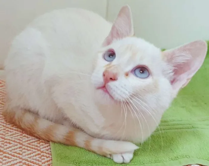 Gato ra a SRD idade 2 a 6 meses nome VALTINHO REDPOINT