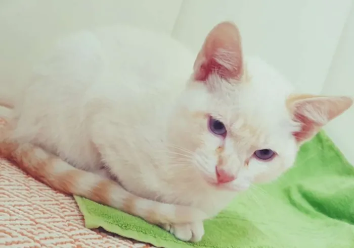 Gato ra a SRD idade 2 a 6 meses nome VALTINHO REDPOINT