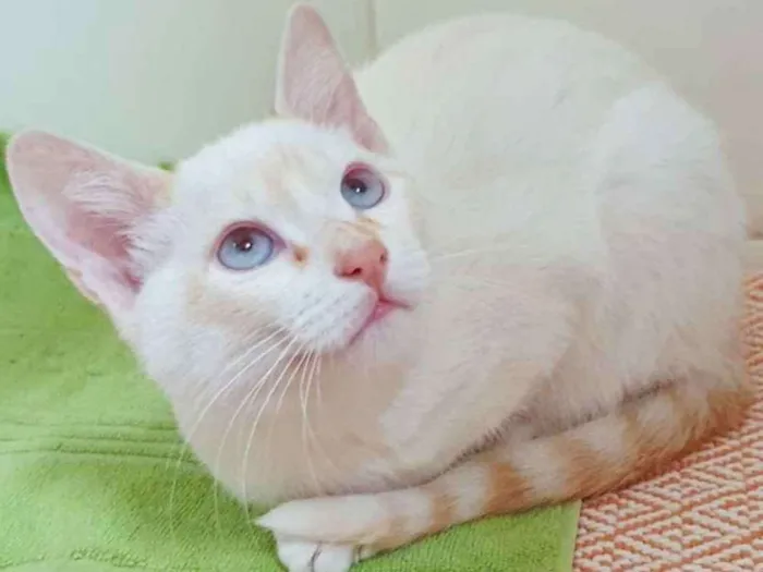 Gato ra a SRD idade 2 a 6 meses nome VALTINHO REDPOINT
