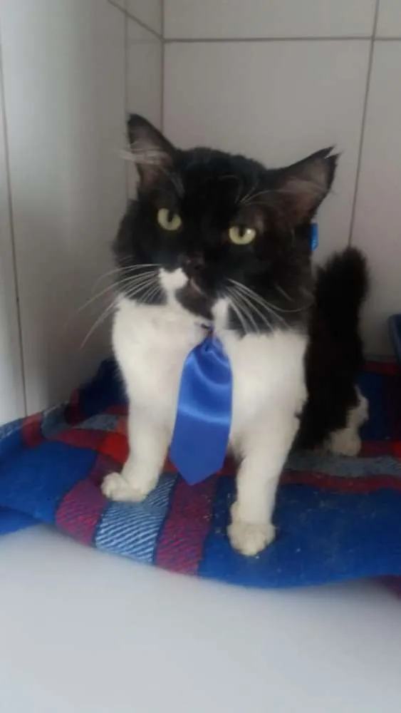 Gato ra a Felino idade 5 anos nome Lord