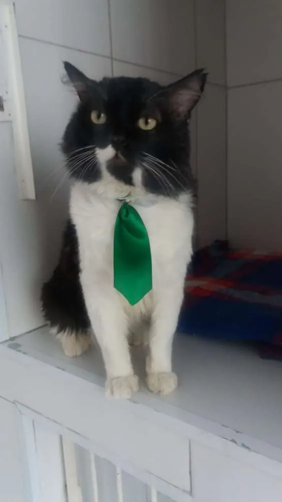 Gato ra a Felino idade 5 anos nome Lord