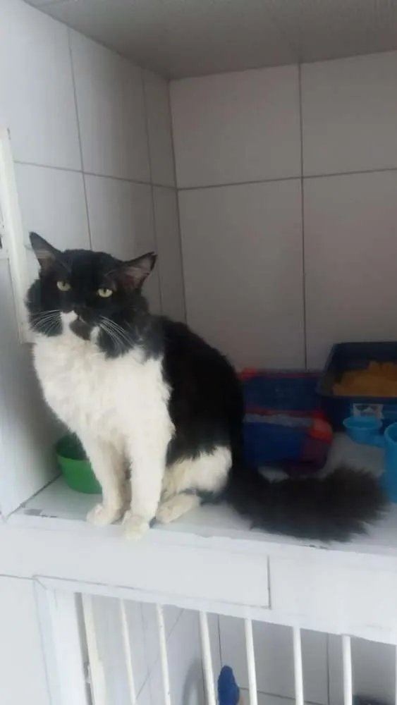 Gato ra a Felino idade 5 anos nome Lord