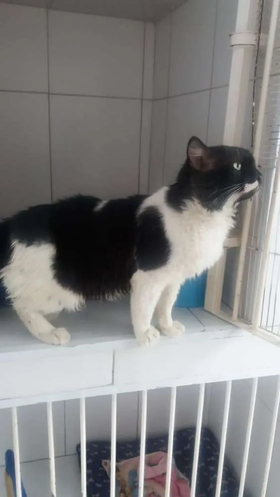 Gato ra a Felino idade 5 anos nome Lord