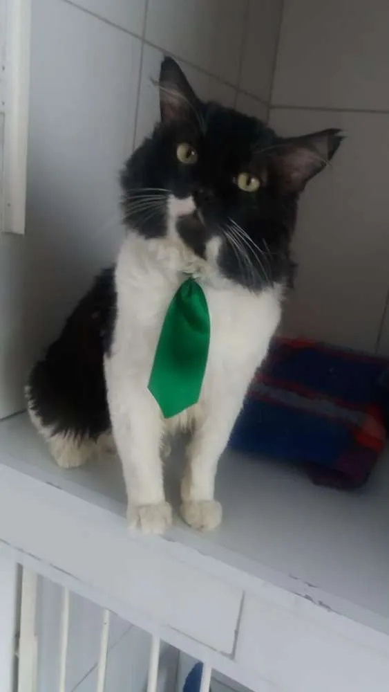 Gato ra a Felino idade 5 anos nome Lord