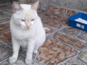Gato raça Gato branco com umas riscas am idade 1 ano nome Felpudo