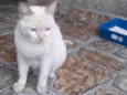 Felpudo