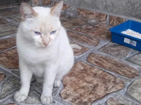 Gato ra a Gato branco com umas riscas am idade 1 ano nome Felpudo