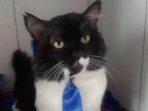 Gato raça Felino idade 5 anos nome Lord